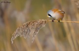 Bearded Reedling 211110_3